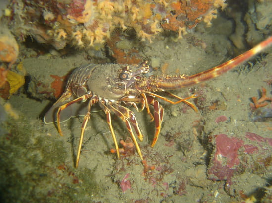 http://image-photos.linternaute.com/image_photo/550/langoustes-autres-animaux-collioure-france-7452813983-647015.jpg