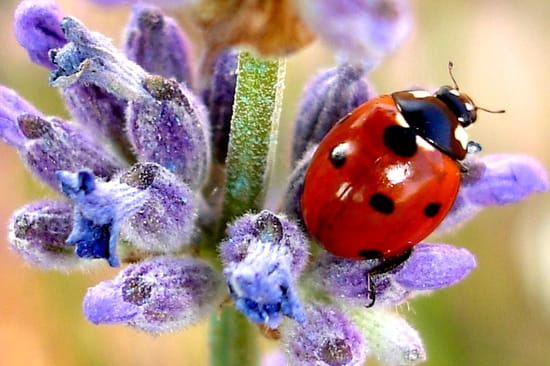 lavande-coccinelles-carpentras-france-9251214862-884217.jpg