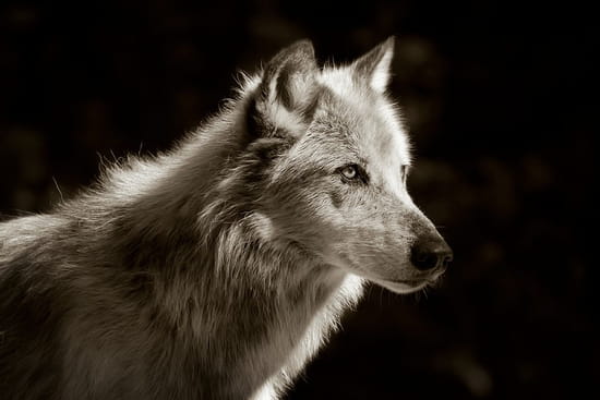 loups-france-1331784644-1188389.jpg