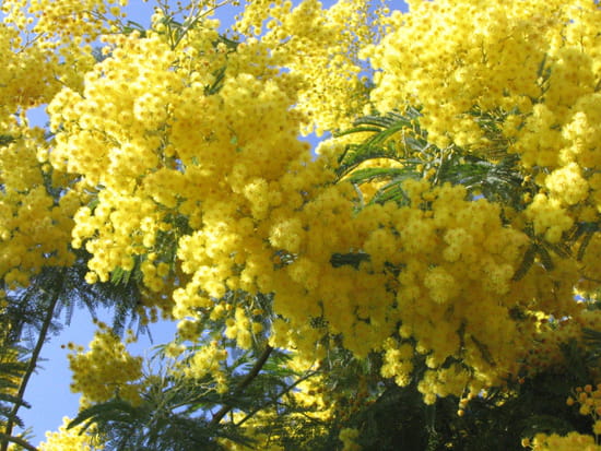 mimosas-bormes-les-mimosas-france-4168969989-933863.jpg