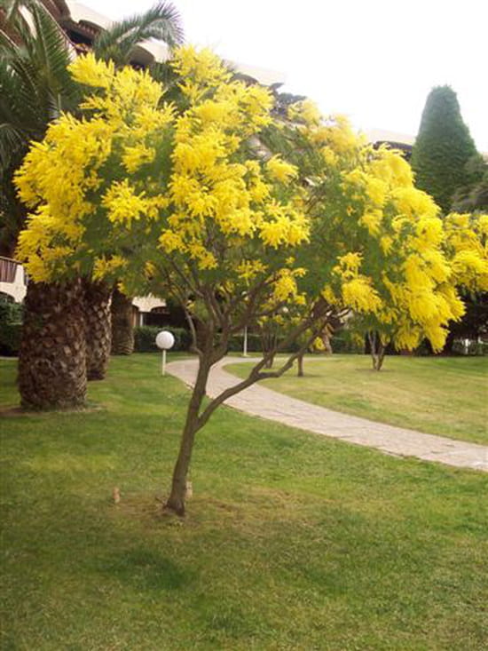 Vote pour le plus bel arbre printanier fleuri Mimosas-france-1636621357-714433
