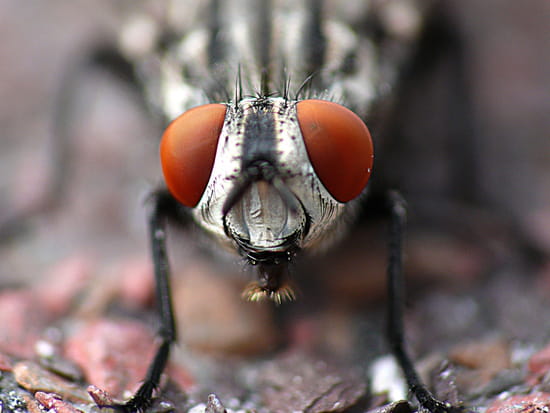 Les yeux dans les yeux Les yeux dans les yeux - Tête de mouche