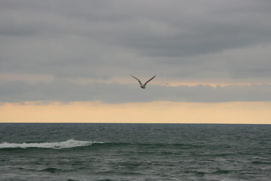 Au revoir mouette