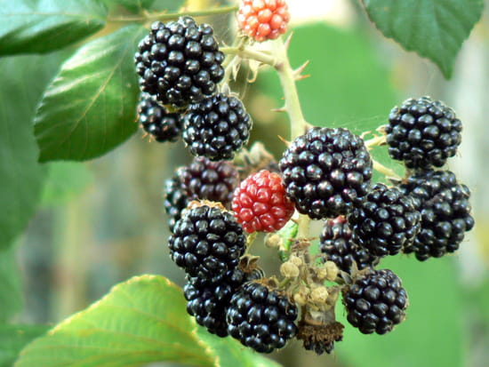 mures-autres-fruits-chateauroux-france-6995508075-898243.jpg