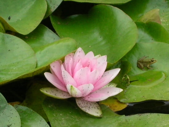 nenuphars-nenuphars-anduze-france-3488122821-754857.jpg