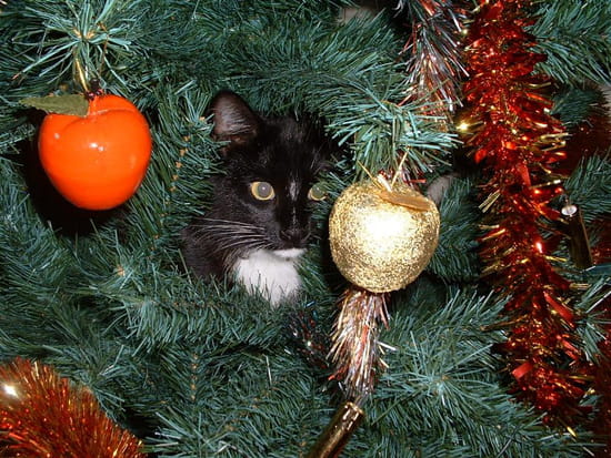 Petit chat dans le sapin de noël