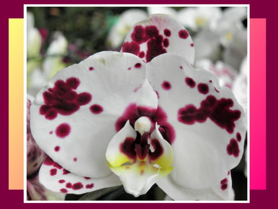 orchidee-tachetee-1787135186-1440781.jpg