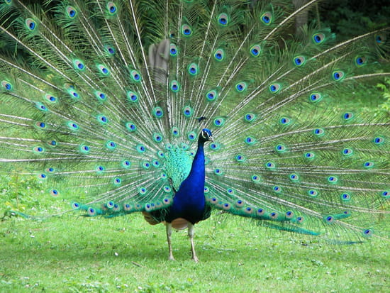 paon-faisant-la-roue-1255747767-1082744.jpg