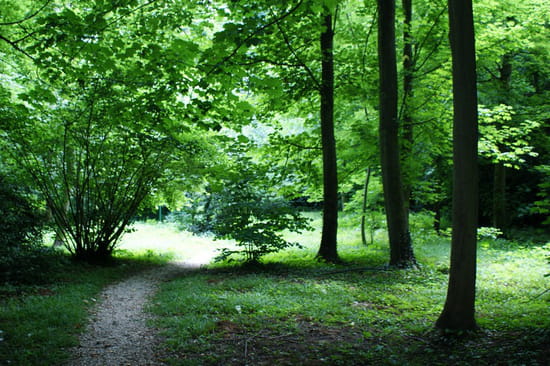 Sous bois Sous bois