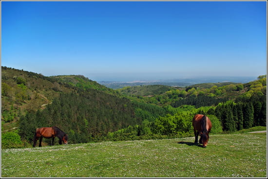 Liberté a perte de vue Liberté a perte de vue - Au loin, dans la vallée Saint Jean de Luz, les chevaux en liberté, la montagne et le soleil des Pyrénées, une sensation de nature retrouvée.