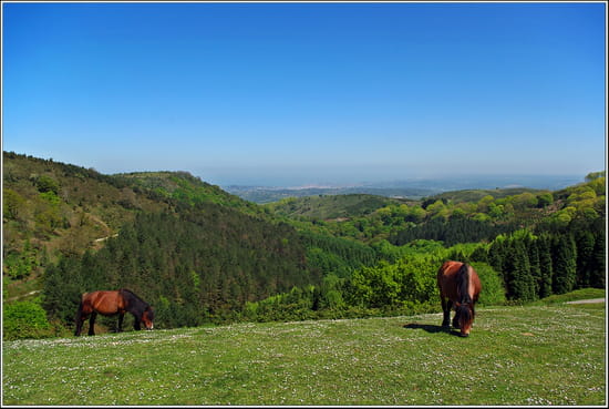 Liberté a perte de vue - Au loin, dans la vallée Saint Jean de Luz, les chevaux en liberté, la montagne et le soleil des Pyrénées, une sensation de nature retrouvée.