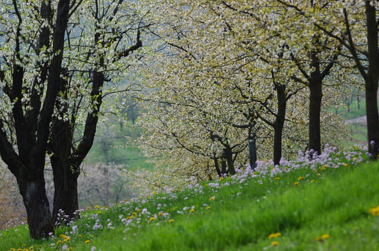 Pommiers en fleurs Pommiers en fleurs