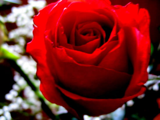Quizz Roses-france-9365655780-736843