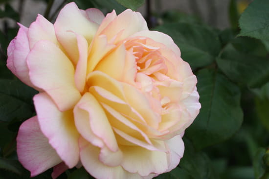 يوميات معجب Roses-taissy-france-5512658954-946981