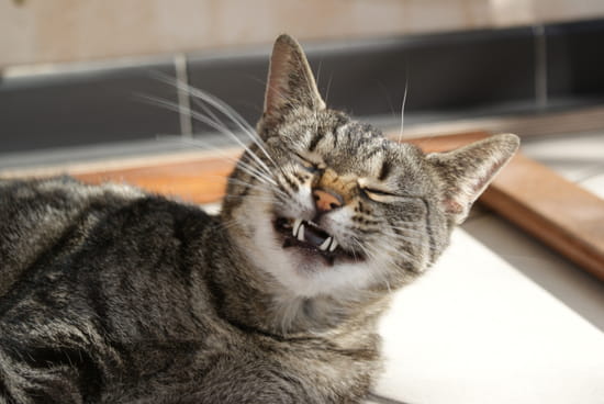 chat sourire