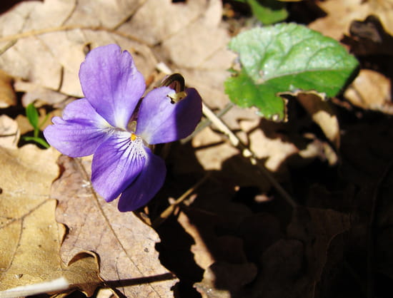 Violette solitaire - Petite violette esseulée et dans la pénombre.