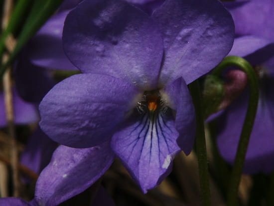 VIOLETTE - Le coeur d'une violette