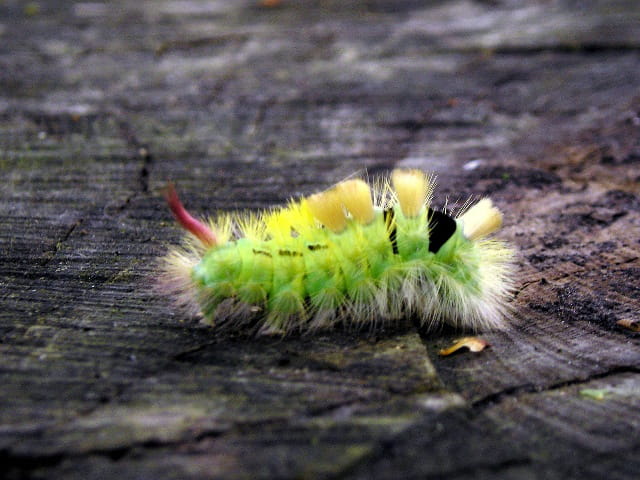 Chenille