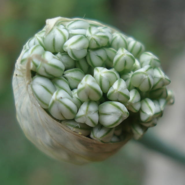 Eclosion fleur d'oignon