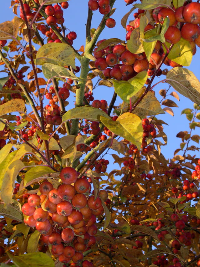 Fruits aux couleurs d'automne
