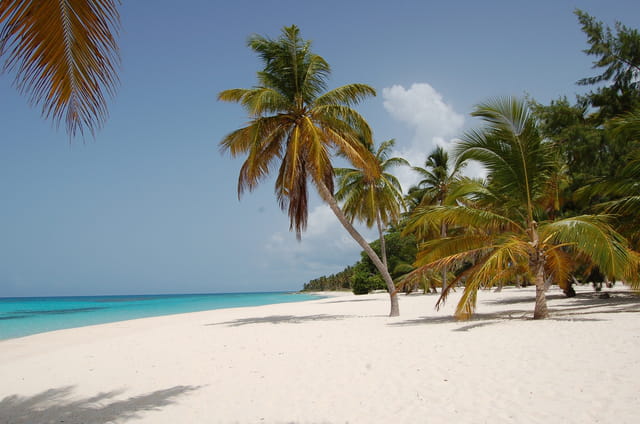 Download Images de plages et cocotiers Free