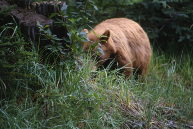 Rencontre avec ours noir