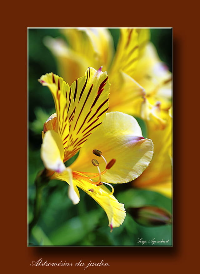 Alstromérias du jardin.