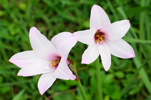 fleure de lys par lavigne daniel sur L Internaute