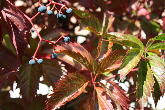 Fruits et feuilles en automne...