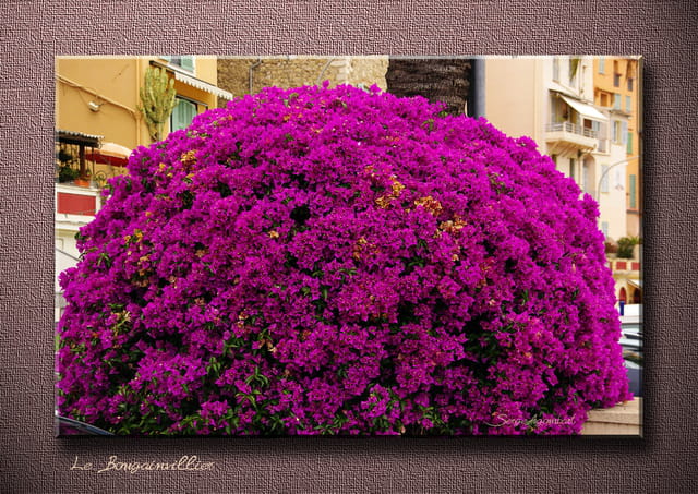 Bougainvillier 