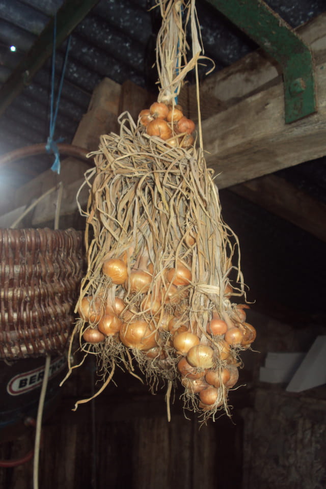 Les oignons