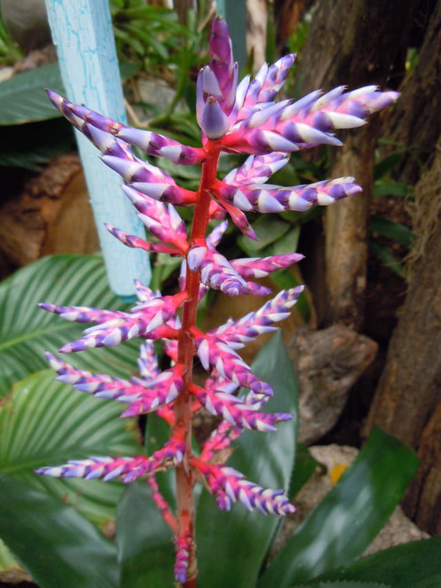 Aechmea Blue Rain
