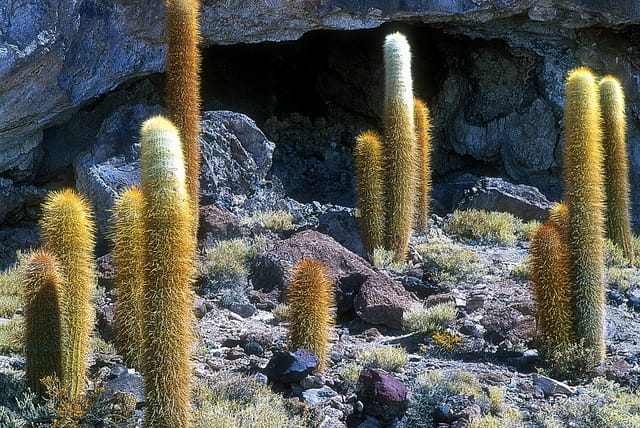 Cactus géants sur l'Isla del Pescado
