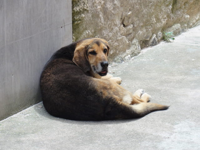 Chien Corse !