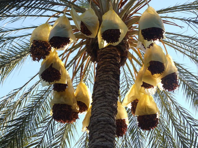 19branches
