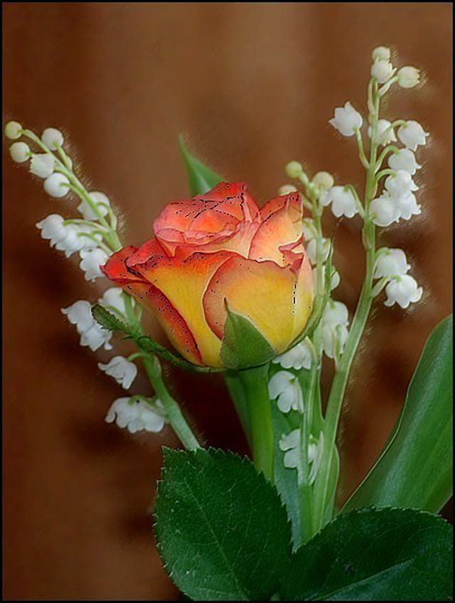 1er Mai 2008