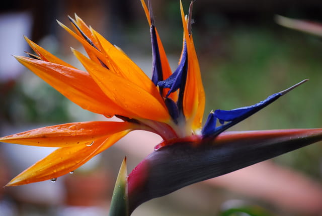 Fleurs Exotique