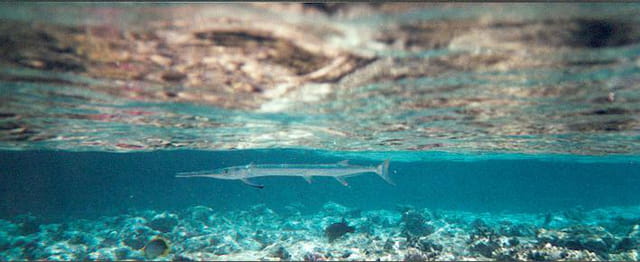 Photos d'Egypte 11736