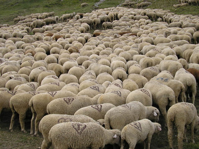 Tv And Internet >> Troupeau de moutons par Gautier WILLAUME sur L'Internaute Tv And Internet >> Troupeau de moutons par Gautier WILLAUME sur L'Internaute