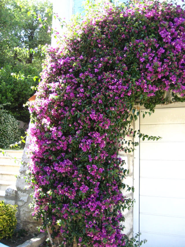 Cascade Auto Finance >> Cascade de bougainvilliers par ascension GARCIA sur L ... Cascade Auto Finance >> Cascade de bougainvilliers par ascension GARCIA sur L ...