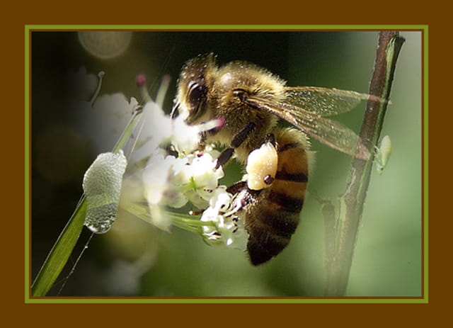 Abeille, larve de cicadelle