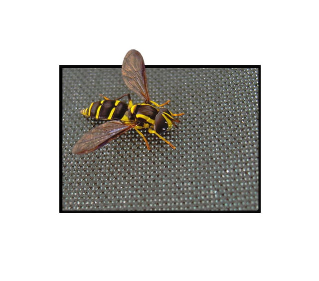 Abeille prisonnière
