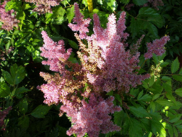 Abondance