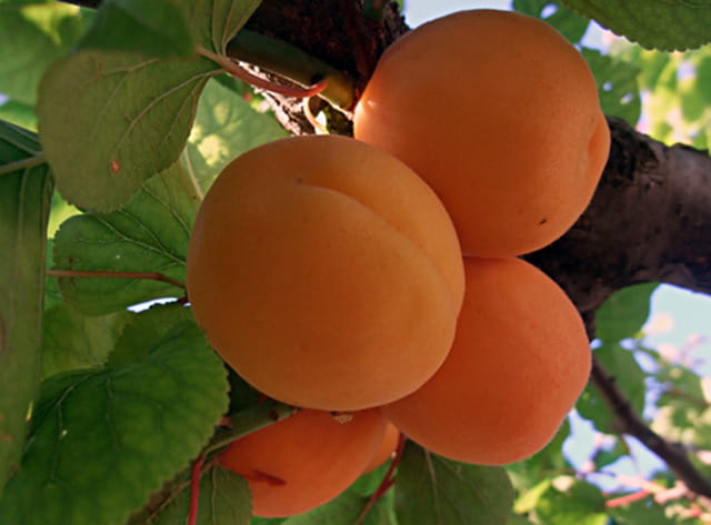Abricots