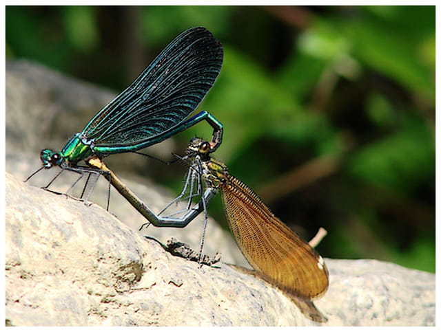Accouplement de libellule