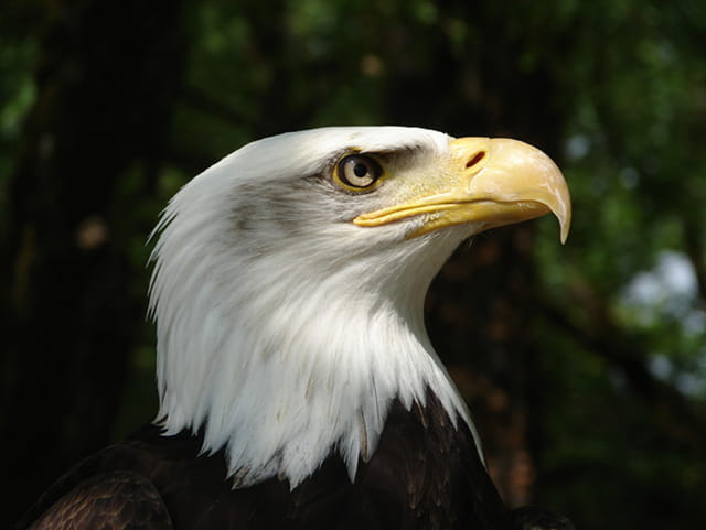 Aigle