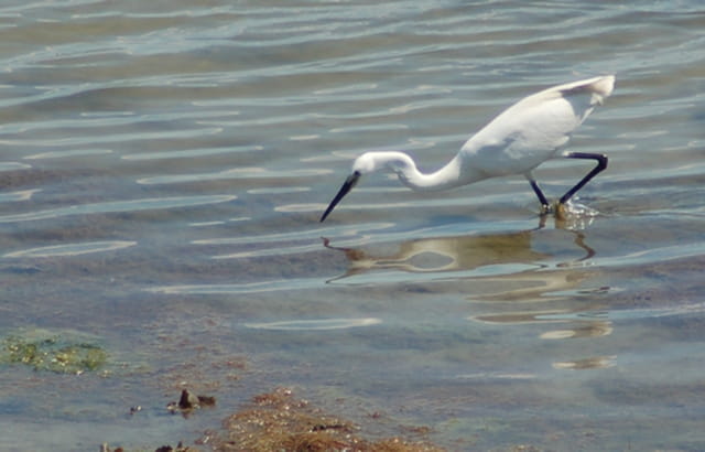 Aigrette