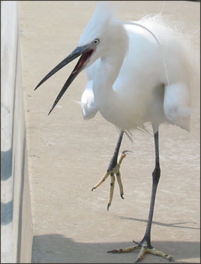 Aigrette garzette
