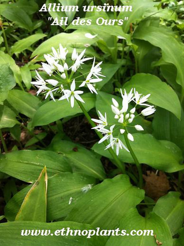 Allium ursinum graines