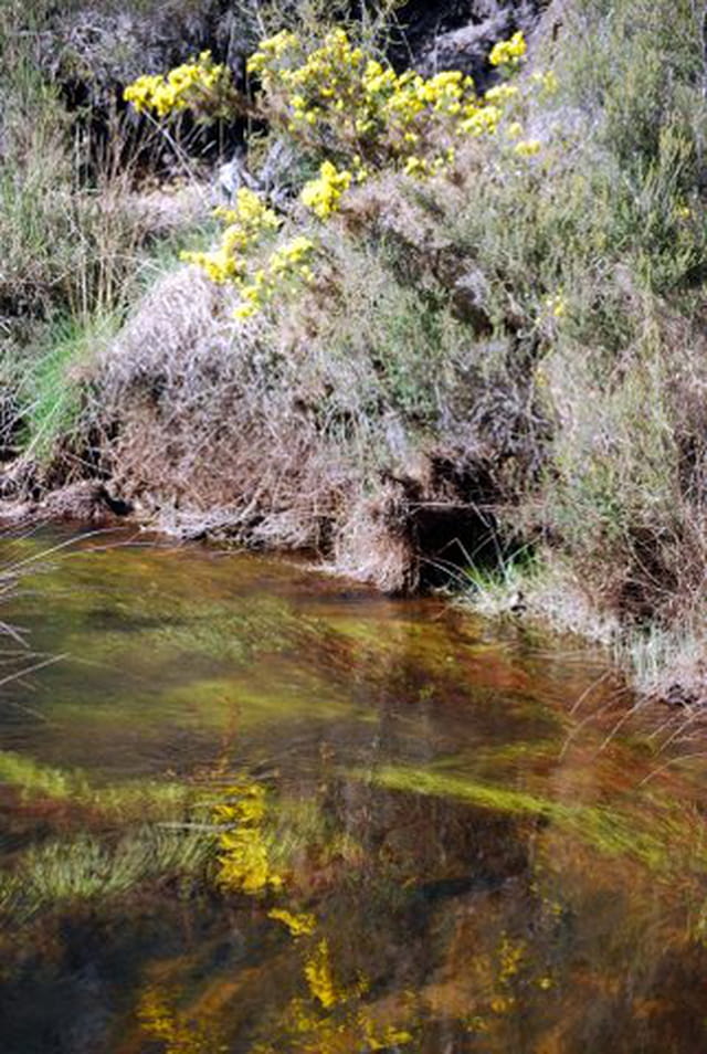 ajonc au bord de l'eau